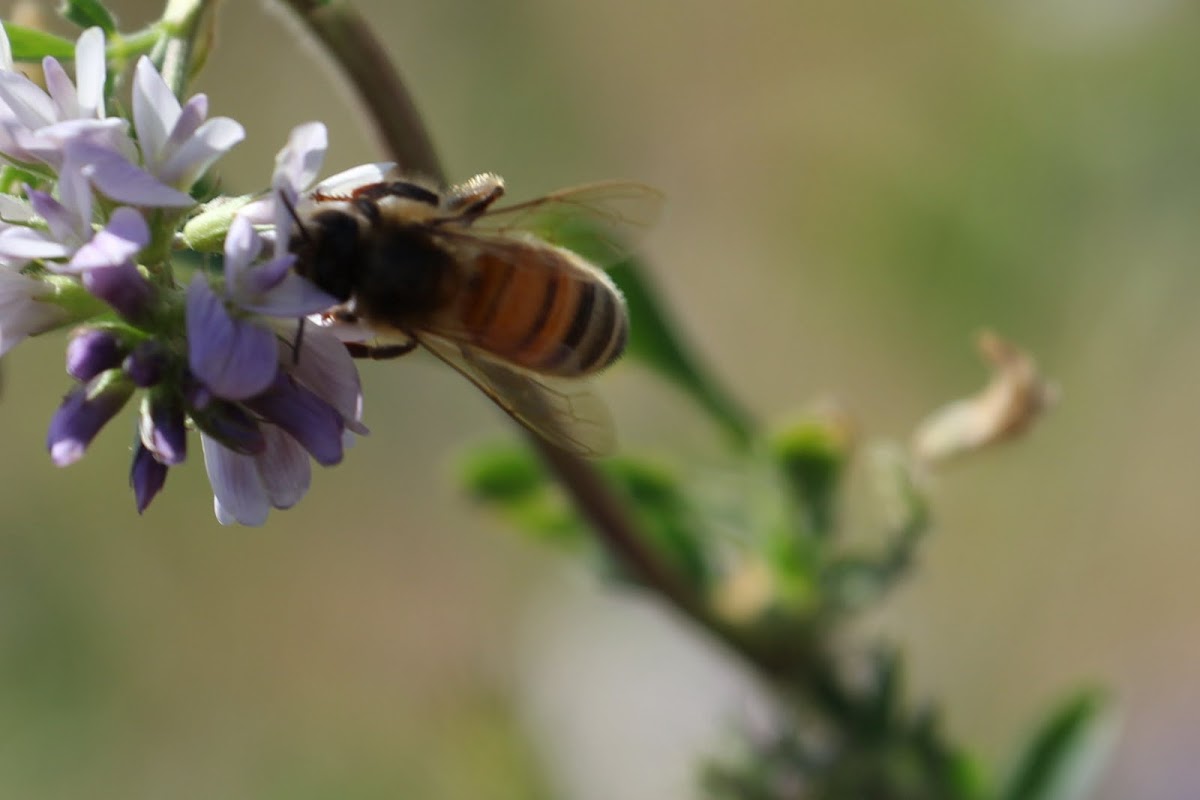 Alfalfa and Western Honey Bee