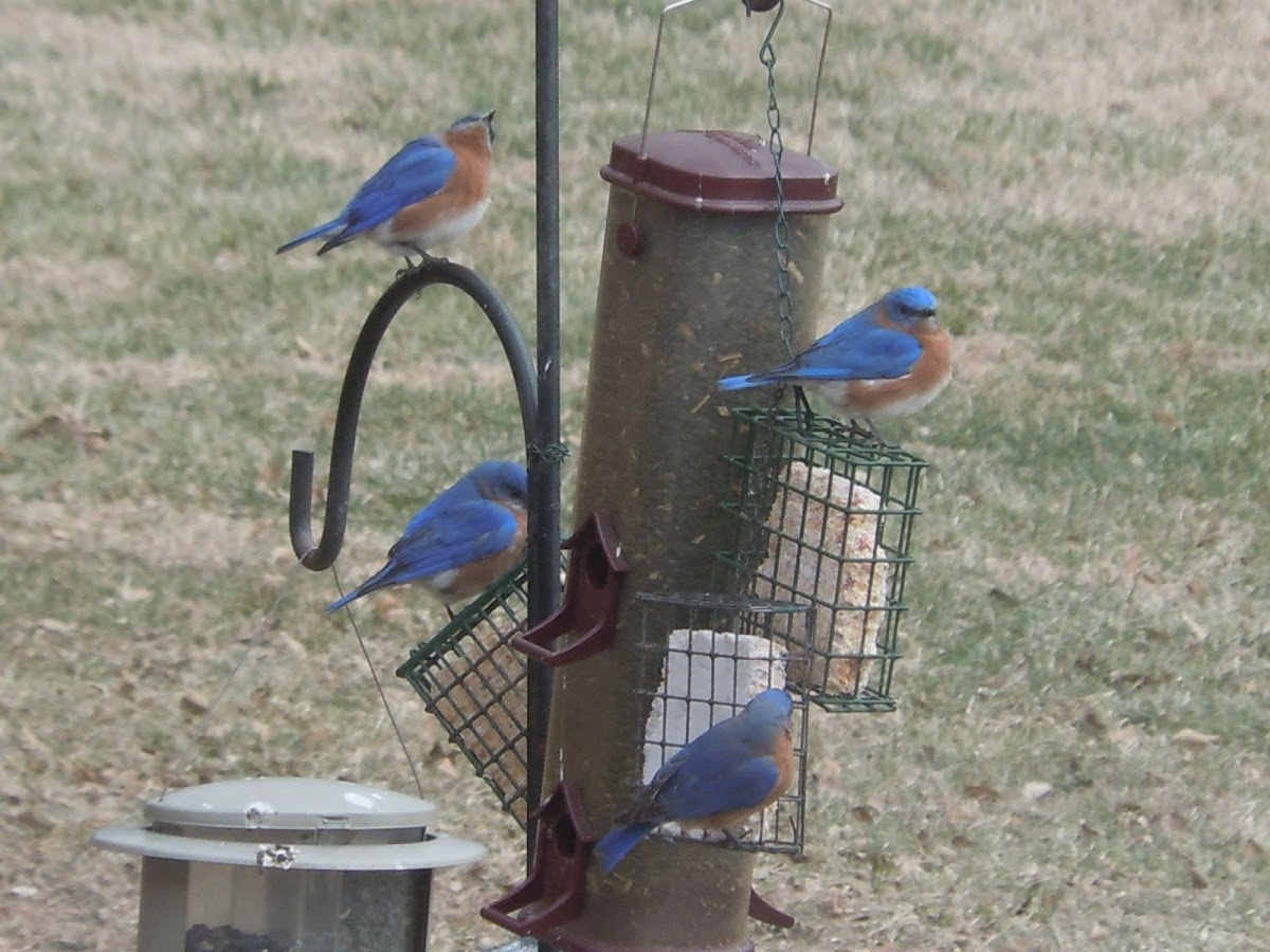 Eastern Bluebird