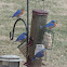 Eastern Bluebird