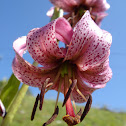 Turk's cap lily or Martagon