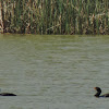 Double-crested cormorant (pair)