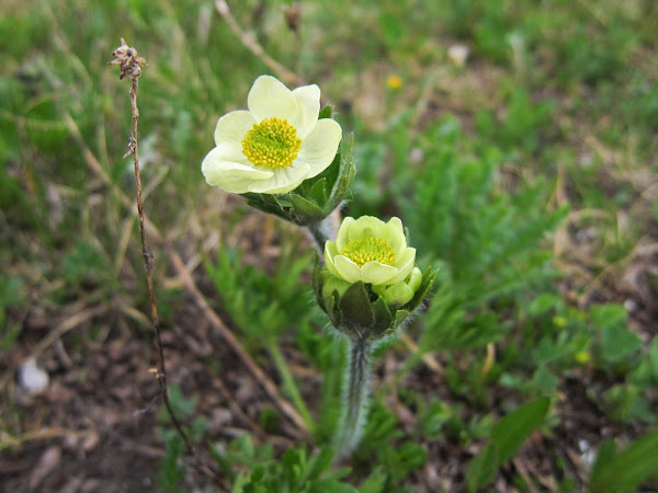 Unidentified Alpine Flower | Project Noah