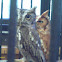 Screech Owls,  gray & red  phases