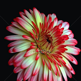 by Sina Moh - Flowers Single Flower
