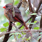 Northern cardinal