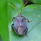 Bronze Orange Bug (adult)
