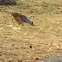 Red-shouldered Hawk