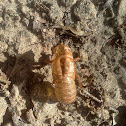 Cicada Skin