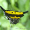 spiny orb-weaver spider