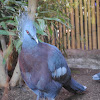 Victoria crowned pigeon