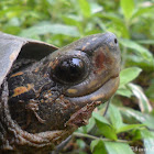 Spotted Black Turtle