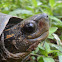 Spotted Black Turtle