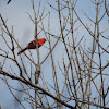 Northern Cardinal (male)