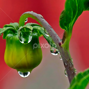by Peri Mario Angelo - Flowers Single Flower