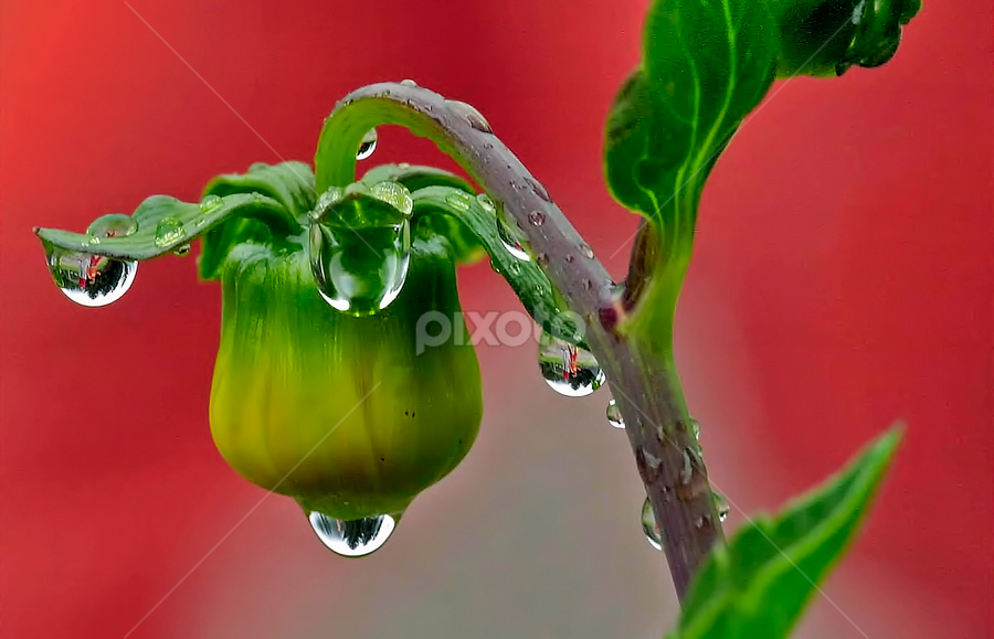 by Peri Mario Angelo - Flowers Single Flower