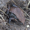 Eastern Common Froglet