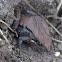 Eastern Common Froglet
