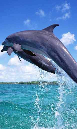 Dolphins Live Wallpaper