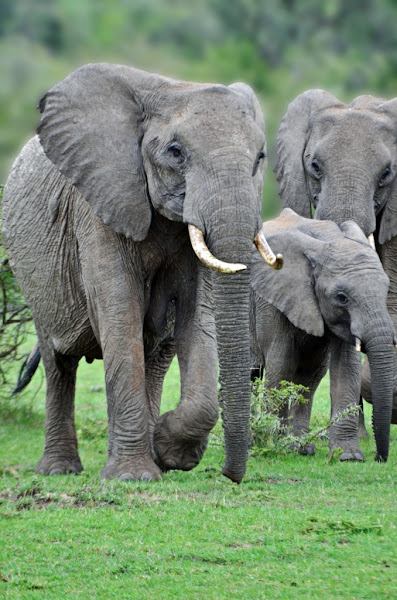 African bush elephant | Project Noah