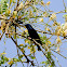 Sunbird - Purple-Sunbird