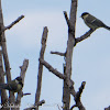 Great Tit; Carbonero Común