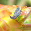 Leaf hopper nymph