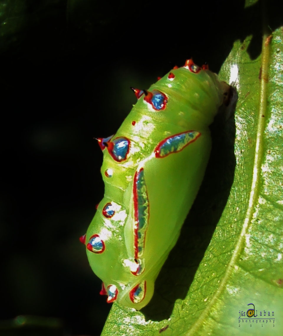 Common Leopard Butterfly (pupa)