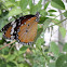 African Monarch butterfly