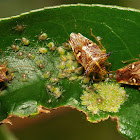 Parent Bugs, Horned Shield Bugs