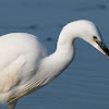 Garceta común (Little Egret)