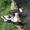 Crested Ducks