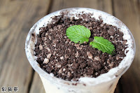 斜角巷 (已歇業)