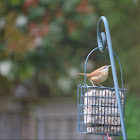 Carolina wren