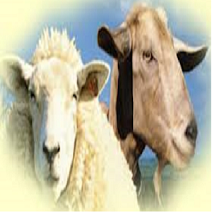 Sheep & Goat Feed Formulation logo