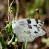 Checkered-white Butterfly