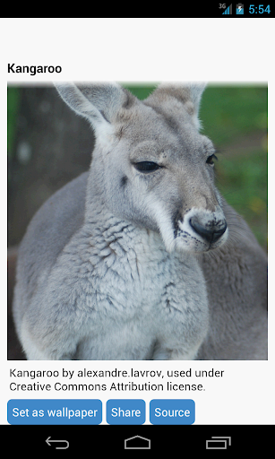 Kangaroo Wallpaper