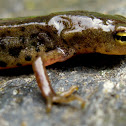 Boscas newt