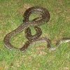 eastern, coastal or McDowell's carpet python