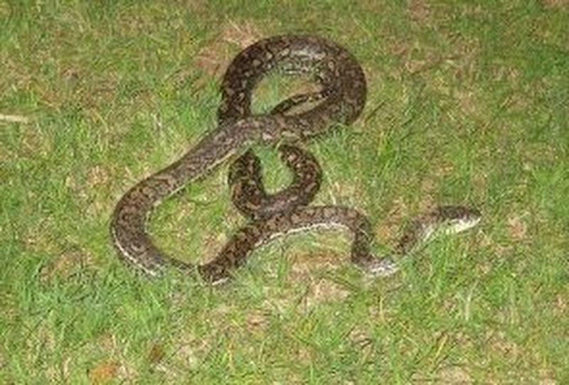 eastern, coastal or McDowell's carpet python