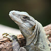 Mexican Spiny-tailed Iguana (medium stage)