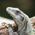 Mexican Spiny-tailed Iguana (medium stage)