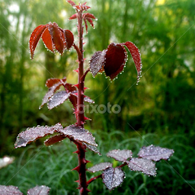 by Shakil Ahmed - Nature Up Close Other plants