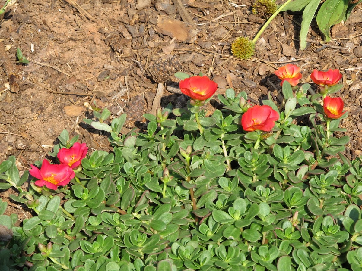 Purslane Red Flower
