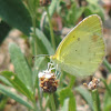 Little Yellow Sulphur Butterfly