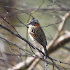 Chincol / Rufous-collared Sparrow