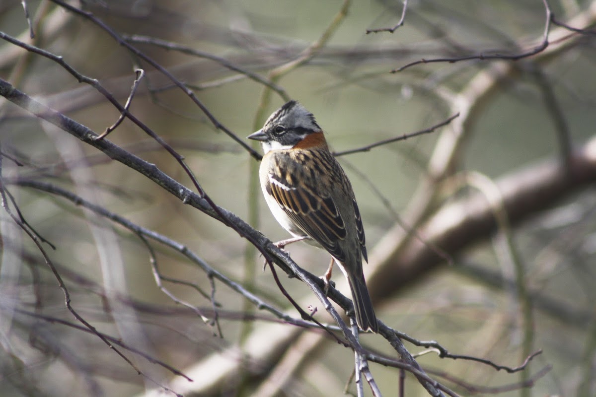 Chincol / Rufous-collared Sparrow