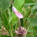 Flowering Banana