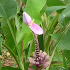 Flowering Banana