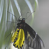 Golden Birdwing Butterfly