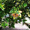 Monarch sighting in Balboa Park